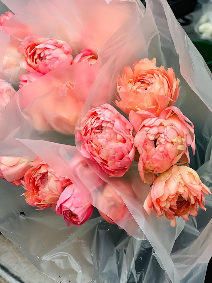 Fresh pink peony bouquets wrapped for display. Perfect for floral arrangements or gifting.