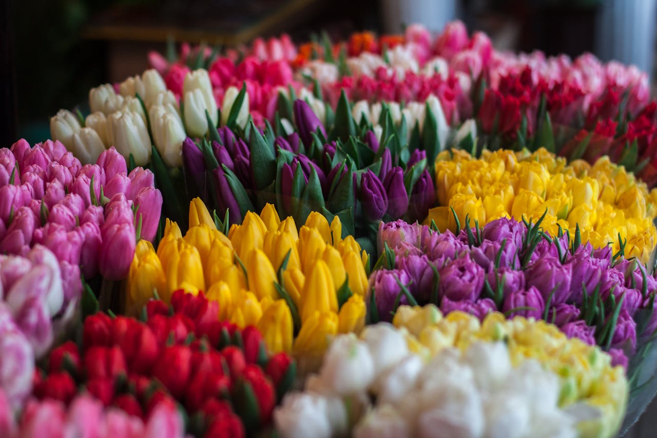 Vibrant tulip bouquets in various colors displayed at a flower market, symbolizing spring.